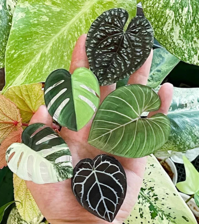 H327f079347ad4bf6a675fc683c83c4afu